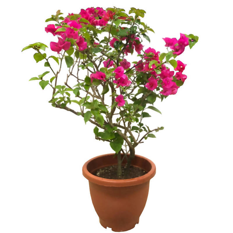 Bougainvillea 'Louis Wathen' (0.65m)