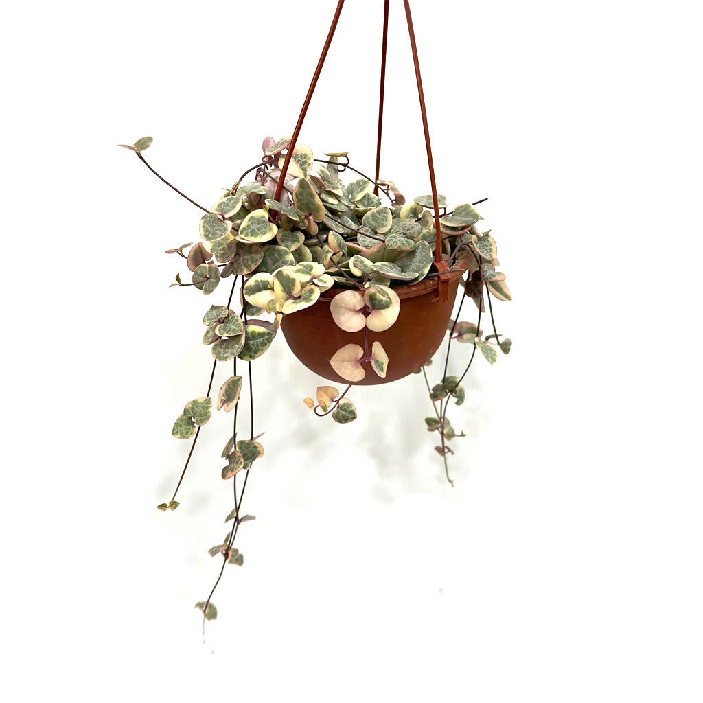 Ceropegia woodii var, String of Heart (hanging) (0.08m)