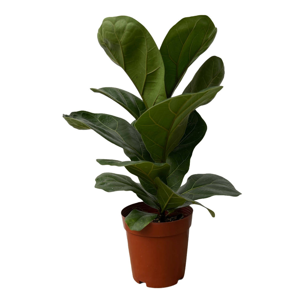 Ficus Lyrata in Terra Cotta Lagome Planter