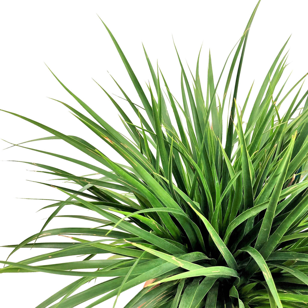 Dracaena cambodiana Dwarf, Cambodian Dragon Tree (0.60m)