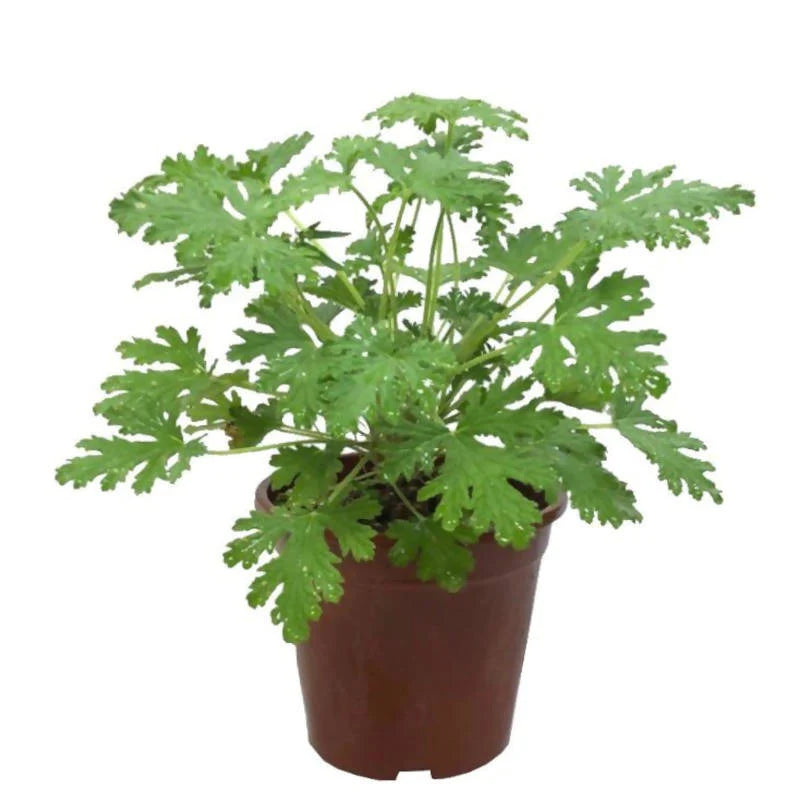 Pelargonium Graveolens 'Citrosa', Mosquito Plant, Citronella Plant (0.40m)