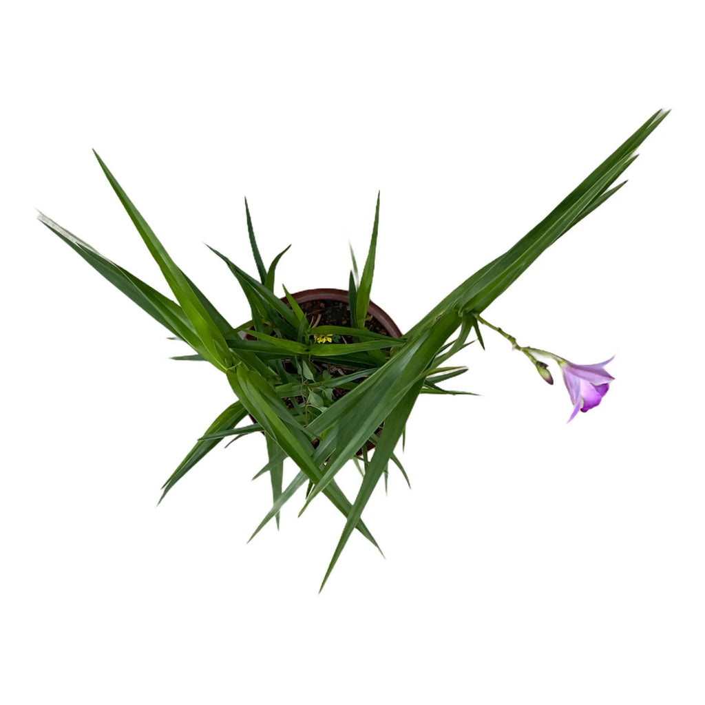 Arundina Graminifolia, Bamboo orchid (0.5m)