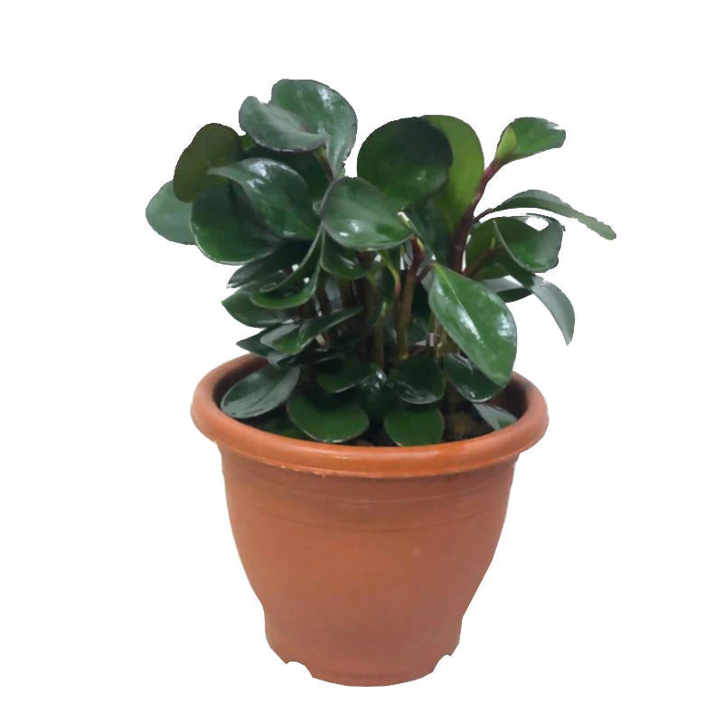 Peperomia Obtusifolia, Red Edge (0.25m)