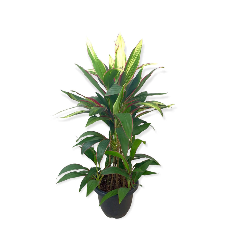 Cordyline fruticosa 'Baby Ti', Goodluck Plant (1.1mH)