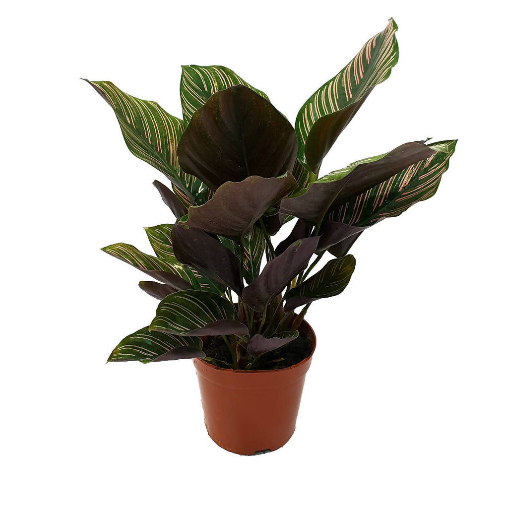 Calathea Ornata Pinstripe (0.40m)