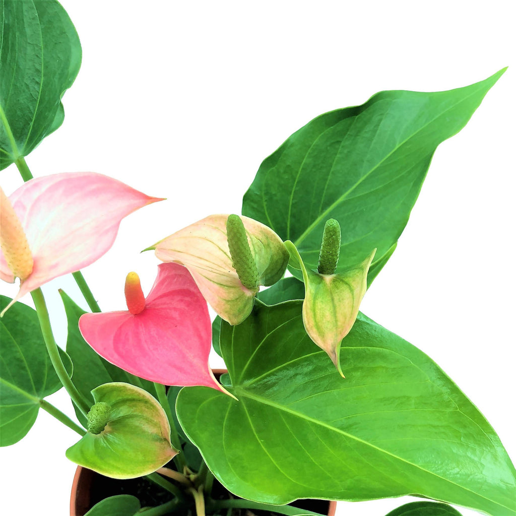 Anthurium andraeanum 'Pink', Flamingo Flower (0.25m)