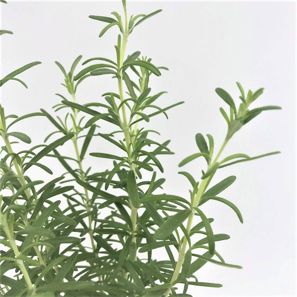 Rosmarinus officinalis, Salvia rosmarinus, Rosemary 迷迭香 (0.35m)