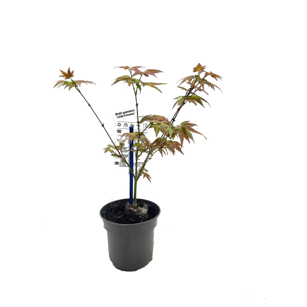 Acer palmatum, Japanese Maple (0.3m)