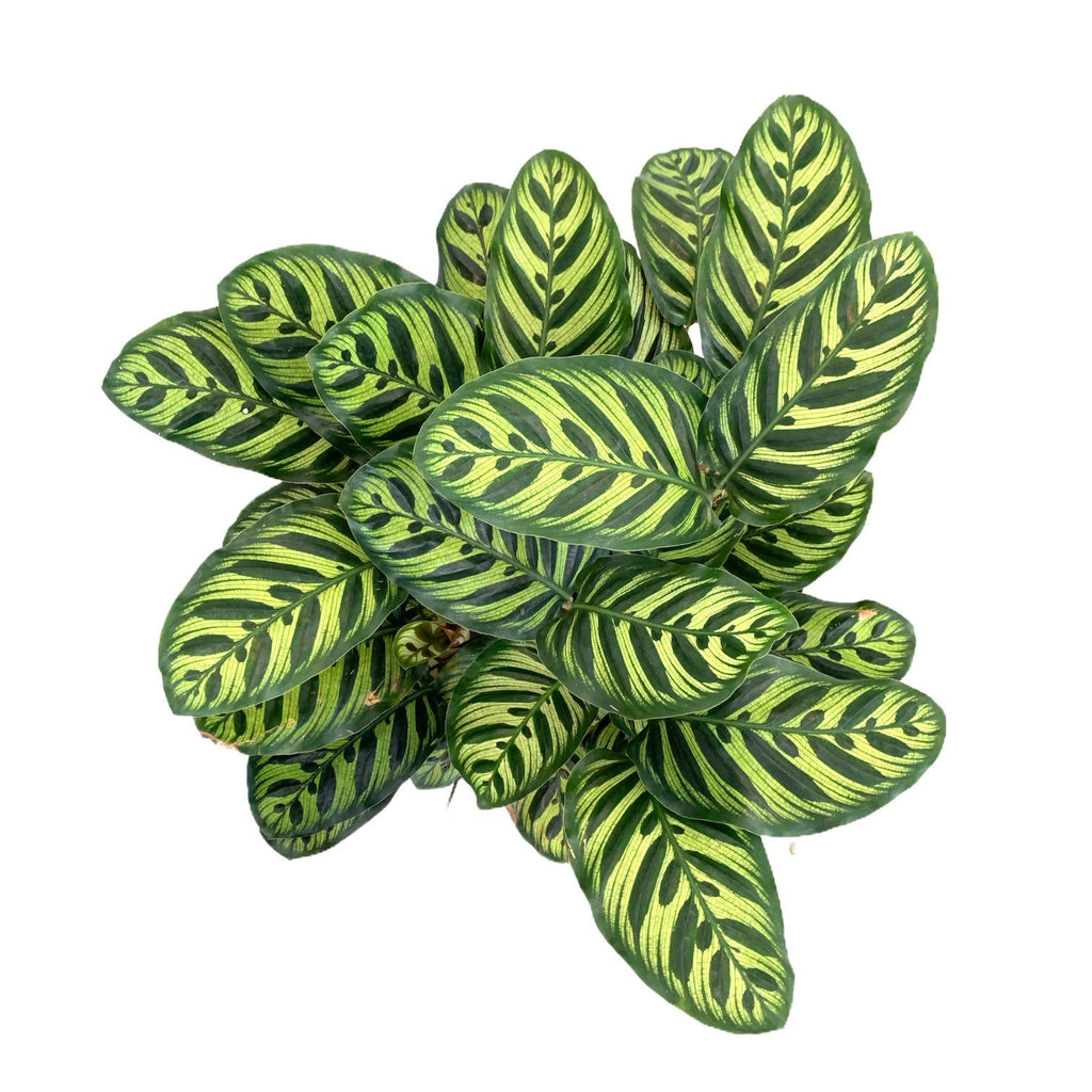 Calathea makoyana (0.4m)