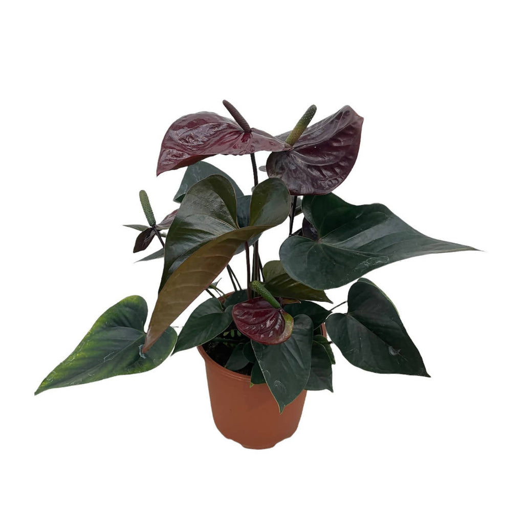 Anthurium andreanum 'Giant Chocolate' (0.4m)