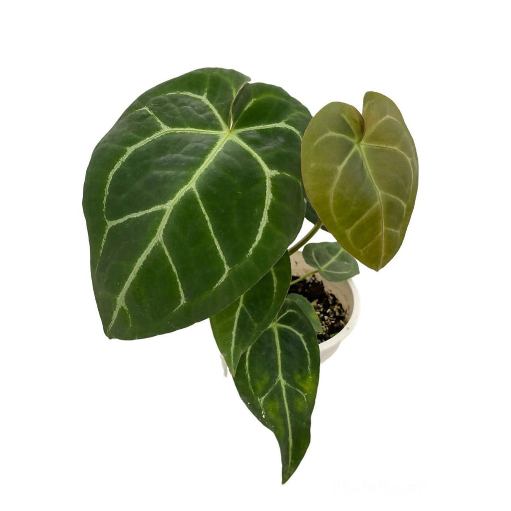 Anthurium Crystallinum (0.3m)