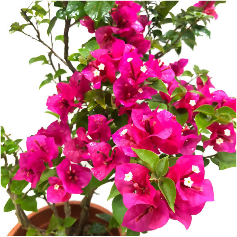 Bougainvillea 'Louis Wathen' (0.65m)