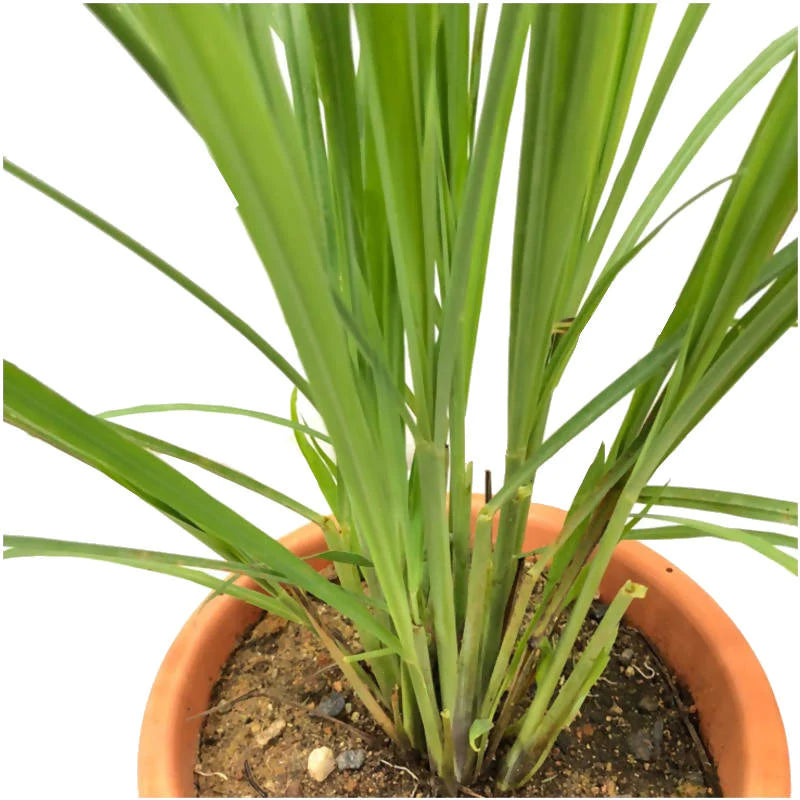 Cymbopogon citratus, West Indian Lemon Grass, Fever Grass, Lemongrass (0.7m)
